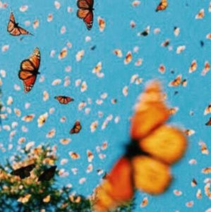 Meet your Posher, Delaney